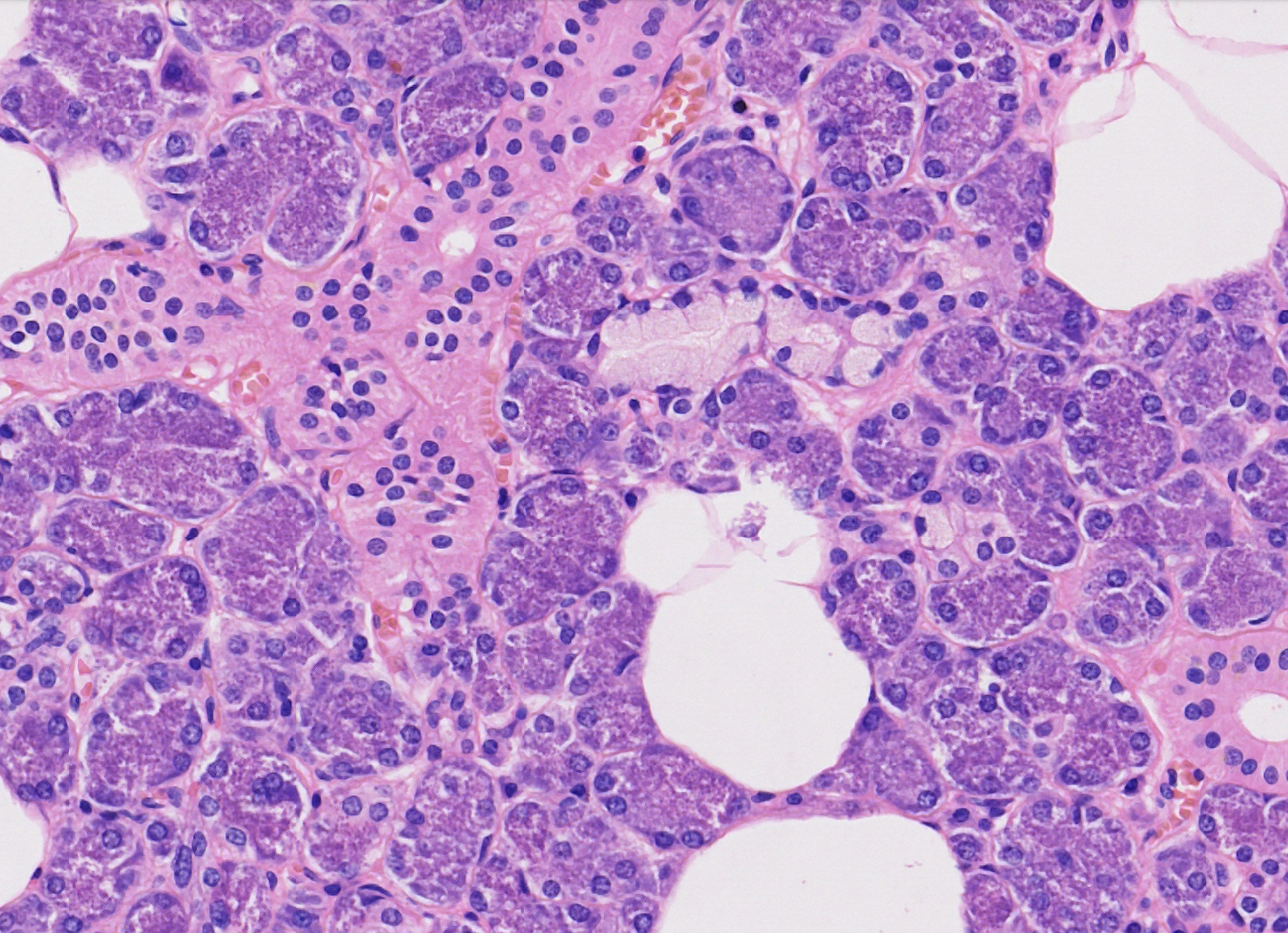 Salivary gland thumbnail